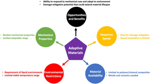 Bone-inspired dynamically adaptive materials: Current efforts and future opportunities