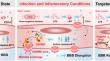 Targeting Brain Endothelial Gasdermin D: A Shortcut to Remodel the Blood-Brain Barrier