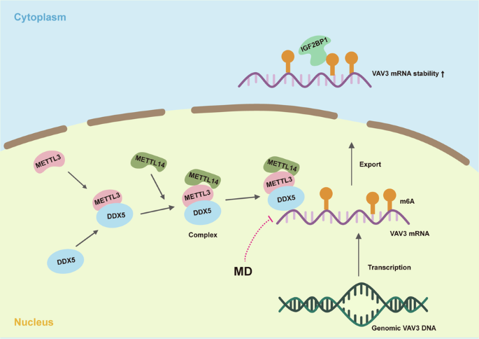 DDX5 promotes esophageal squamous cell carcinoma growth through sustaining VAV3 mRNA stability