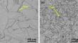 Effect of Nb on high-temperature oxidation of austenitic stainless steel at 850 °C