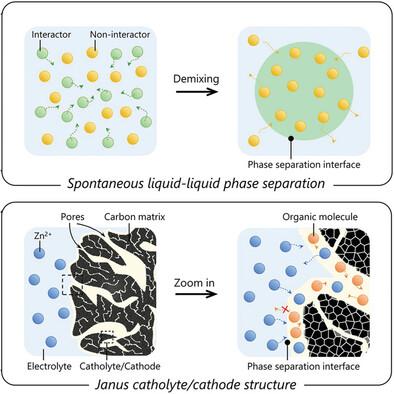 Constructing a Janus Catholyte/Cathode Structure: A New Strategy for Stable Zn-Organic Batteries