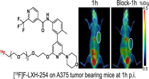 Preclinical Evaluation of a Radiolabeled Pan-RAF Inhibitor for RAF-Specific PET/CT Imaging