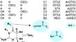 Temperature Dependence of the Pre-Chromatographic ‘Lawrence’ Method for Bivalves Contaminated with Paralytic Shellfish Poisoning Toxins