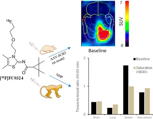 Translational Preclinical PET Imaging and Metabolic Evaluation of a New Cannabinoid 2 Receptor (CB2R) Radioligand, (Z)-N-(3-(2-(2-[18F]Fluoroethoxy)ethyl)-4,5-dimethylthiazol-2(3H)-ylidene)-2,2,3,3-tetramethylcyclopropane-1-carboxamide