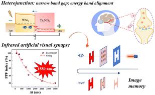 Design and implementation of an infrared artificial visual neural synapse based on a p-WSe2/n-Ta2NiS5 van der Waals heterojunction