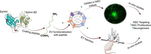 EphA4 Targeting Peptide-Conjugated Extracellular Vesicles Rejuvenates Adult Neural Stem Cells and Exerts Therapeutic Benefits in Aging Rats