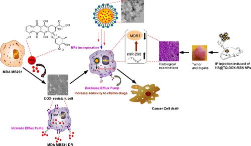 Systemic Codelivery of Thymoquinone and Doxorubicin by Targeted Mesoporous Silica Nanoparticle Sensitizes Doxorubicin-Resistant Breast Cancer by Interfering between the MDR1/P-gp and miR 298 Crosstalk