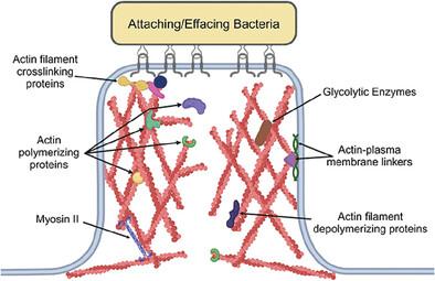 Cytoskeletal mechanisms regulating attaching/effacing bacteria interactions with host cells: It takes a village to build the pedestal