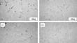 Effect of Cu and Heat Treatment on the Microstructure and Properties of 6101 Aluminum Alloy