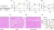 Irisin Ameliorates Muscle Atrophy by Inhibiting the Upregulation of the Ubiquitin‒Proteasome System in Chronic Kidney Disease