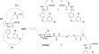 JG26 attenuates ADAM17 metalloproteinase-mediated ACE2 receptor processing and SARS-CoV-2 infection in vitro