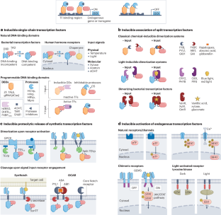 Synthetic macromolecular switches for precision control of therapeutic cell functions