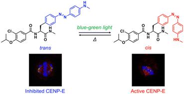 A photoswitchable CENP-E inhibitor with single blue-green light to control chromosome positioning in mitotic cells†