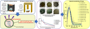 Accumulated melanin in molds provides wavelength-dependent UV tolerance