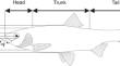 Early morphological and histological development and allometric growth of Caspian kutum, Rutilus frisii