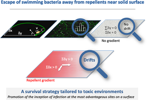 Surface conversion of the dynamics of bacteria escaping chemorepellents