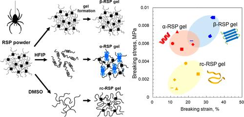 Influence of Initial Secondary Structure on Conformation and Mechanical Properties of Spider Silk Protein Gels