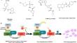 Recent advances in anticancer mechanisms of molecular glue degraders: focus on RBM39-dgrading synthetic sulfonamide such as indisulam, E7820, tasisulam, and chloroquinoxaline sulfonamide