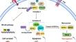 Curcuminoids as natural modulators of necroptosis: therapeutic implications