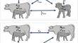 Maternal effects and its importance in the genetic evaluations of preweaning live weight traits of beef cattle. A review