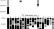 A genome assembly and transcriptome atlas of the inbred Babraham pig to illuminate porcine immunogenetic variation