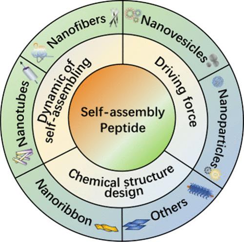 Self-Assembled Peptide with Morphological Structure for Bioapplication