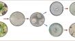 Bioprospecting of wild botanicals against alternaria leaf blight of radish and their phytochemical profiling by GC–MS