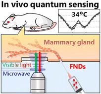 Intravital microscopic thermometry of rat mammary epithelium by fluorescent nanodiamond