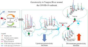 Spatio-temporal characteristics of genotoxicity in the Yangtze River under the background of COVID-19 pandemic