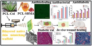 Exploring the potential of an Aloe vera and honey extract loaded bi-layered nanofibrous scaffold of PCL-Col and PCL-SBMA mimicking the skin architecture for the treatment of diabetic wounds†