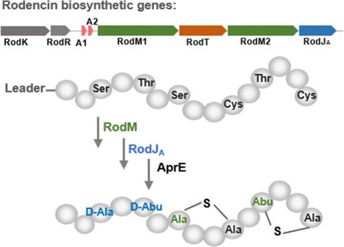 Discovery, Biosynthesis, and Characterization of Rodencin, a Two-Component Lanthipeptide, Harboring d-Amino Acids Introduced by the Unusual Dehydrogenase RodJA