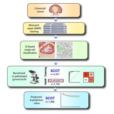 Single-cell AI-based detection and prognostic and predictive value of DNA mismatch repair deficiency in colorectal cancer