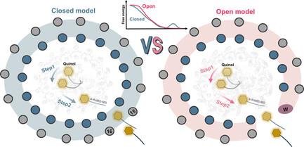 Tunneling Mechanisms of Quinones in Photosynthetic Reaction Center–Light Harvesting 1 Supercomplexes