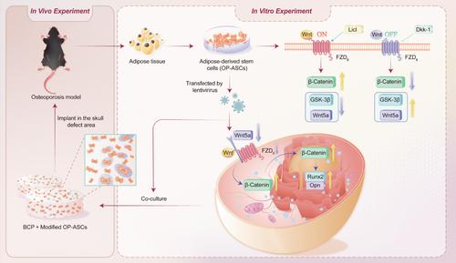 Role of Wnt5a in modulation of osteoporotic adipose-derived stem cells and osteogenesis