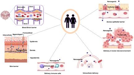 Transformative Impact of Nanocarrier-Mediated Drug Delivery: Overcoming Biological Barriers and Expanding Therapeutic Horizons