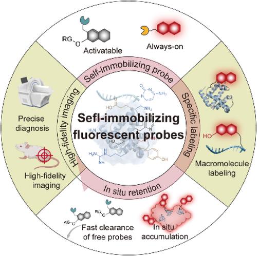 Recent advances in self-immobilizing fluorescent probes for in vivo imaging