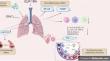 The possible effect of anti-diabetic agents GLP-1RA and SGLT-2i on the respiratory system function