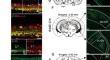 GABAergic Retinal Ganglion Cells Projecting to the Superior Colliculus Mediate the Looming-Evoked Flight Response