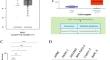 C-FOS inhibition promotes pancreatic cancer cell ferroptosis by transcriptionally regulating the expression of SLC7A11