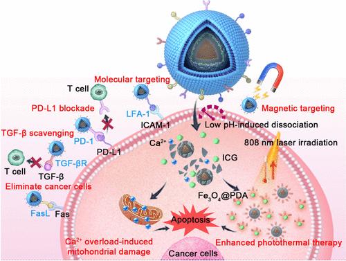 A Multifunctional Biomimetic Nanoplatform for Dual Tumor Targeting-Assisted Multimodal Therapy of Colon Cancer