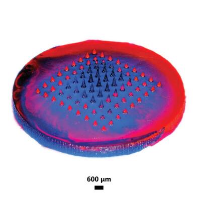 Long-Lasting Simultaneous Epidermal and Dermal Microneedle-Enabled Drug Delivery