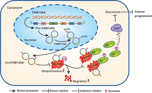 TRMT10C-mediated m7G modification of circFAM126A inhibits lung cancer growth by regulating cellular glycolysis