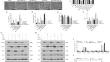 The protective role of RACK1 in hepatic ischemia‒reperfusion injury-induced ferroptosis