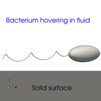 Hydrodynamic hovering of swimming bacteria above surfaces