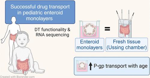 Enteroids to Study Pediatric Intestinal Drug Transport