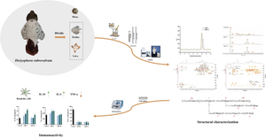 Structure characterization and immunoactivity on dendritic cells of two neutral polysaccharides from Dictyophora rubrovalvata