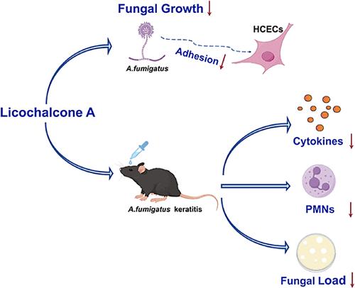 Licochalcone A Ameliorates Aspergillus fumigatus Keratitis by Reducing Fungal Load and Activating the Nrf2/HO-1 Signaling Pathway