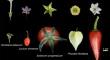 Deciphering the evolutionary development of the “Chinese lantern” within Solanaceae