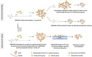 A novel pH-responsive monomer inhibits Candida albicans via a dual antifungal mode of action