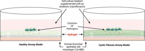 Modeling Cystic Fibrosis Chronic Infection Using Engineered Mucus-like Hydrogels